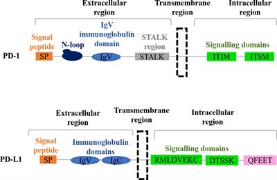 Resistance to PD-L1/PD-1 Blockade Immunotherapy. A Tumor-Intrinsic or Tumor-Extrinsic Phenomenon?